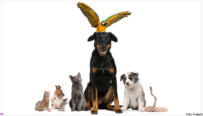 Teste de produtos de limpeza em animais está proibido em MS